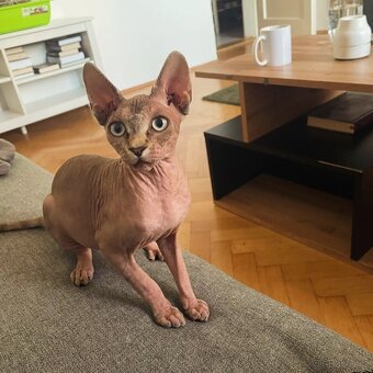 Kanadský sphynx - 7