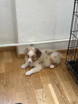 Australský ovčák red merle pejsek - 7