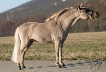 Americký miniaturní kůň , AMHA  -minihorse - 7