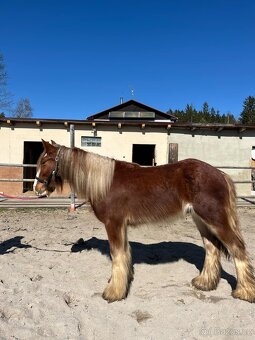 Valach Irský cob - 7