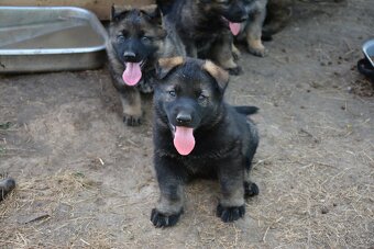 Německý ovčák sytě vlkošedý k odběru s PP - 7