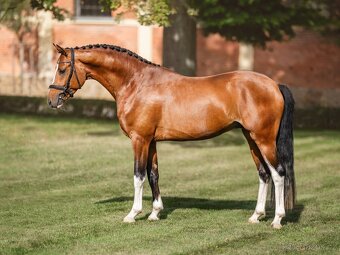 Klisna -Welsh part bred - 7