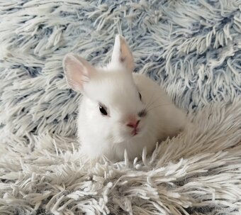 Zakrslý králík - 7