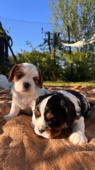 štěňata Cavalier King Charles Spaniel - 7
