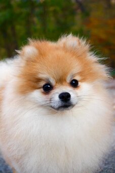 Pomeranian - 7