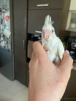 Ručně dokrmené korely Albino - 7