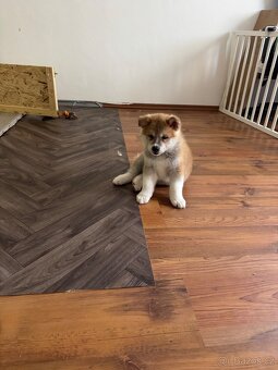 Štěňátka Akita Inu - 7