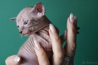 Koťata Donský Sphynx s PP - 7