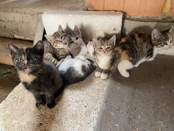 Koťata - 7