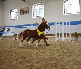Připouštění Belgickým hřebcem Welsh mountain pony - 7