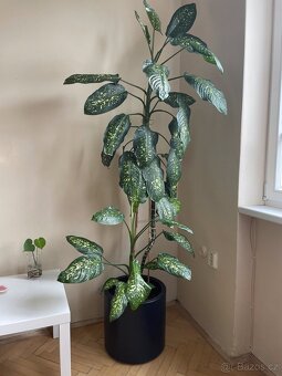 Dieffenbachie/Dieffenbachia (210cm) - 7