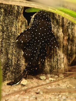 Akvárium 126l komplet - 7