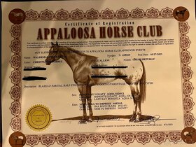 Prodám hřebce Appaloosa horse nar. v květnu 2023 - 7