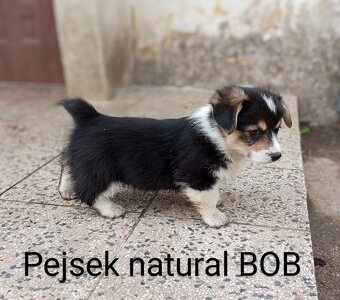 Welsh Corgi Pembroke, s PP FCI, NATURAL BOB - 7