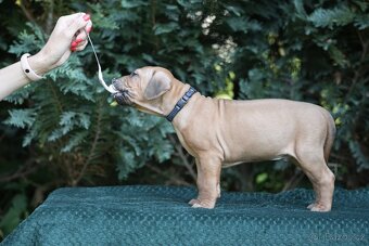 Rhodéský ridgeback s PP posledni volné štěňatka..vrh E - 7