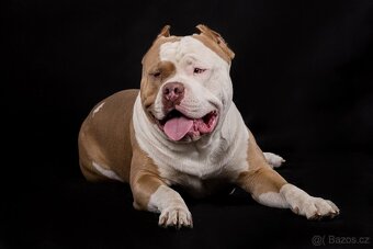 American bully xl - 7