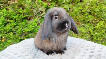 Zakrslý beránek, králíček, králík - PATRICIE - 7