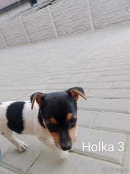 Jack Russell teriér - 7