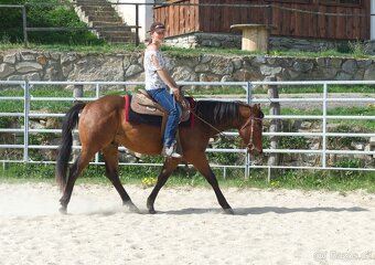 Kvalitní 4letý valach AQH x appa - 7