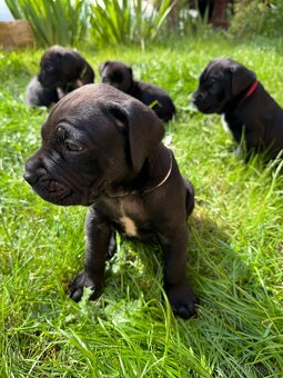 Cane Corso – kluci s PP hledají domov - 7