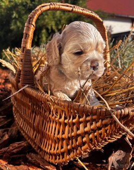 Americký kokršpaněl s PP - 7