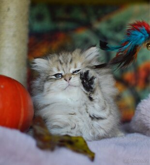 Sibiřská kočka s PP - 7