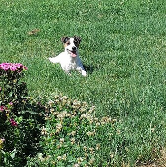 Jack Russell teriér - 7