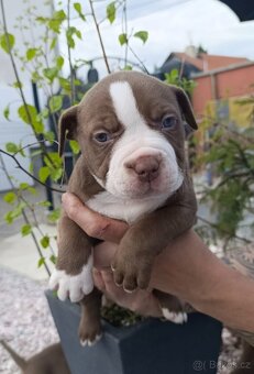 American Bully pocket TOP krevní linie - 7