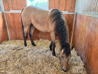 Buckskin klisna Quarter Horse, nominace Euro Futurity - 7