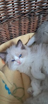 Koťátka ragdoll s PP - 7