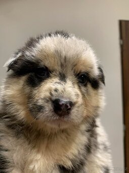 Bordel kolie merle - 7