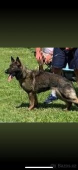 Německý ovčák - 7