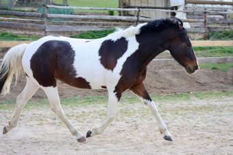Mladá klisna Paint Horse - 7