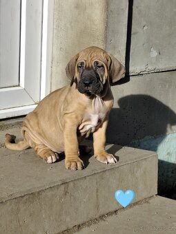 Brazilská fila s PP - 7