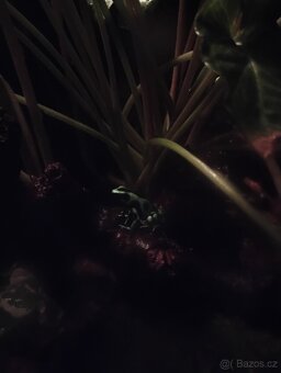 Paludarium s pralesničkama - 7