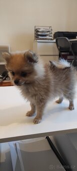 Špic pomeranian s pp - 7