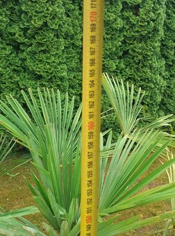 Palma Trachycarpus fortunei - 7
