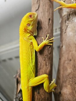 Iguana Iguana - Albino - 7