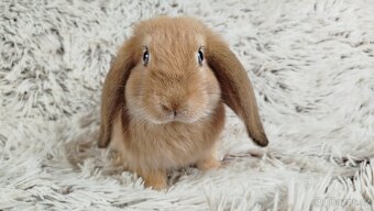 Zakrslý beránek, králíček, králík - RIKI - 7