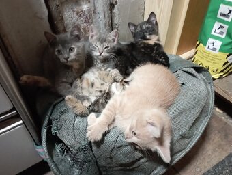 Darujeme 4 kočičky a 1 kocourka - 7