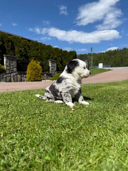 Border kolie - 7