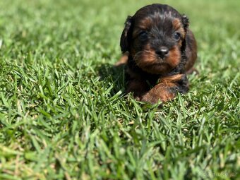 Cockapoo, maltipoo, cavapoo, pudel - 7