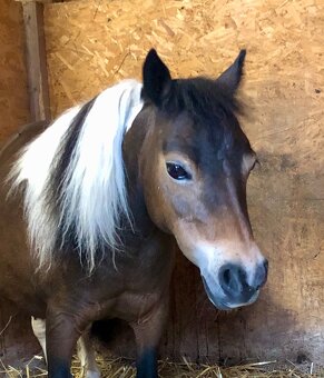 Americký miniaturní kůň - 7