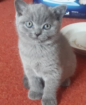 Britská koťata - 7