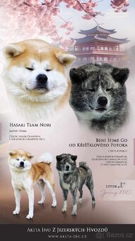 Štěňátka Akita Inu - 7