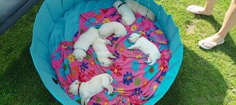Štěňata labradora - 7