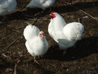 zdr wandotka bílá  NV - 7