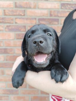 Labrador s PP - 7
