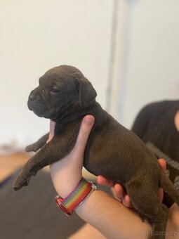 Štěně cane corso - 7