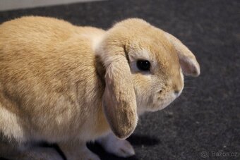 🐰 Zakrslý beránek – mláďata k rezervaci - 7